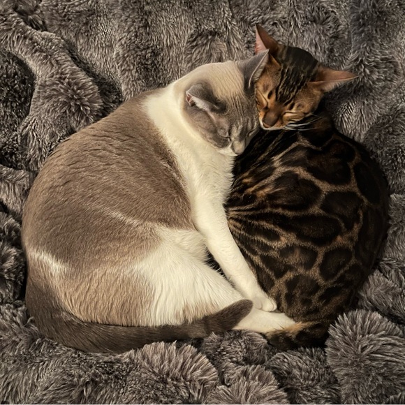 UGG Raelynn sweater - Picture 8 of 12